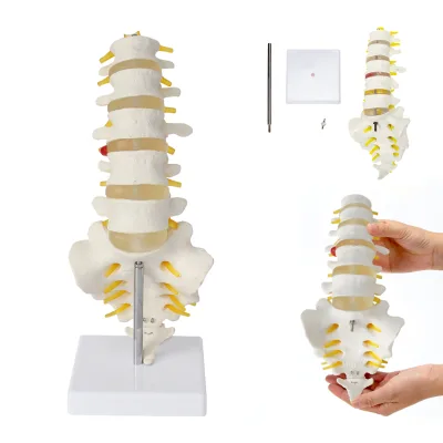 5 Lumbar Vertebrae with Sacral Appendage Nerve Type I 1:1 Orthopedic Teaching and Demonstration AIDS