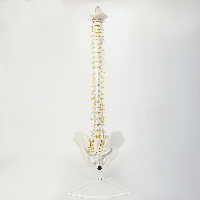 Life-Size PVC Human Spine Anatomical Model Vertebral Spine Pelvis Demonstration Tool for Medical Teaching and Disease Analysis