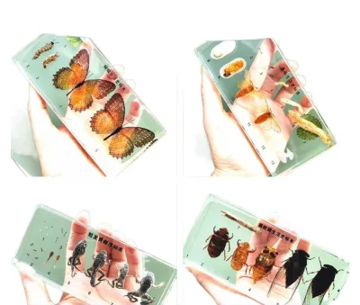Xianci Kindergarten Teaching Real Animal Insect Development Resin Specimen Case Bee Butterfly Dragonfly Plant Growth Process