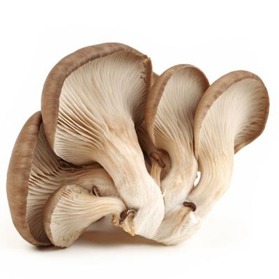 Chinese IQF Frozen Sliced Oyster Mushroom Frozen Oyster Mushroom