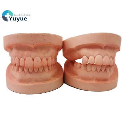 Dental Teaching Model, Plaster Tooth Models for Practice, Full-Arch With/without Teeth, Shipping Included.