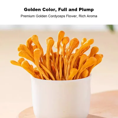 Whole Dried Golden Cordyceps Flower Yellow Cordyceps Militaris Flower Leopard Head Cordyceps Edible Fungus Pure Mushroom
