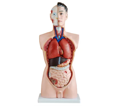 Half-body Human Torso Model(85CM)
