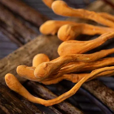 Bulk Wholesale 1000kg+ Golden Cordyceps Flower Natural Yellow Cordyceps Militaris Flower Leopard Head Cordyceps Edible Fungus