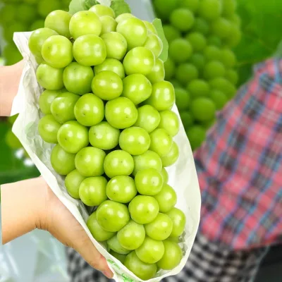 Yunnan Shine Muscat Seedless Grape Large Berry 12g Premium Quality Sunshine Rose Grape for Global Buyers