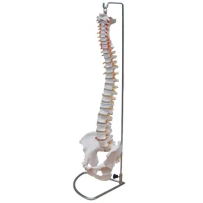 ISO9001 Certificate Life Size Anatomical Spine Human Anatomy Model