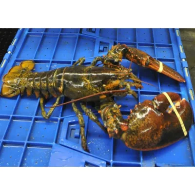 Live Lobster for Sale Online Hardshell USA