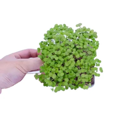 Microgreen Gardening Growth Kit Sprout up Green Organic Set