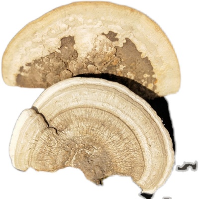 Great Quality Whole Bulk Polystictus Trametes Orientalis Mushroom for Sale