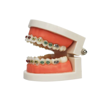 Orthodontic Model for Medical & Dental Equipment