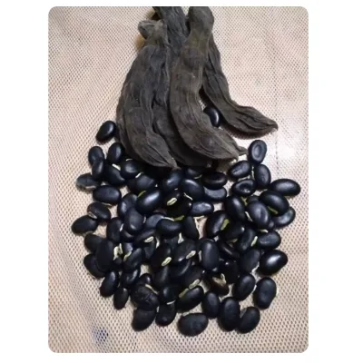 Raw Black Mucuna Pruriens Var. Utilis (Wall.ex Wight) Baker Ex Burck Beans Seeds From Mainland China