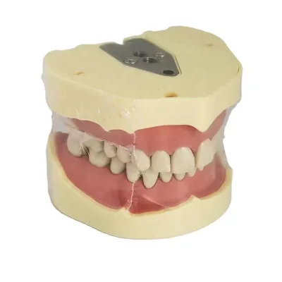 Frasaco Dental Model 32 Tooth