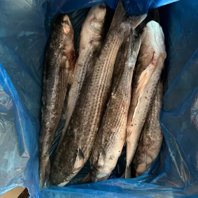 China Farms Fish Grey Mullet Gutted Frozen Seafood Export to Africa Market Without Fish Roe Mugil Cephalus Grey Mullet