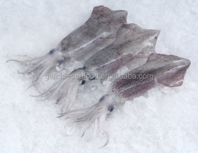 Frozen Loligo Squid