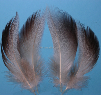 Mallard Duck Feather for Sale