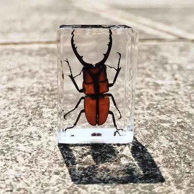 Amber Crystal Glue Resin Real Kun Beetle Specimen Butterfly Animal Bookend Toy Craft Decoration Small Made in None