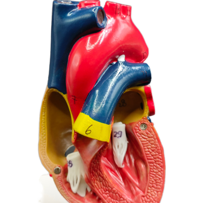 Heart Anatomy Disassembled Anatomical Human Heart Model PVC Material Life Size Medical Teaching Tool