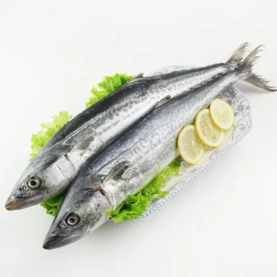 Healthy Raw Materials Horse Mackerel (Trachurus Japonicus) Frozen Fish HALAL Certified BQF Process Whole 10kg Box -18 Storage