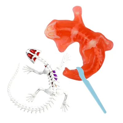 2025 Stem Toys Educational Science Dissecting Lizard Laboratory Kit Squeezing Toys for Kids