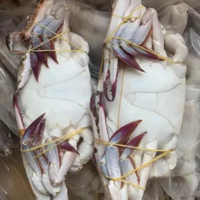 High Quality Sea Foods Fresh IQF Frozen Blue Swimming Crab Whole Round