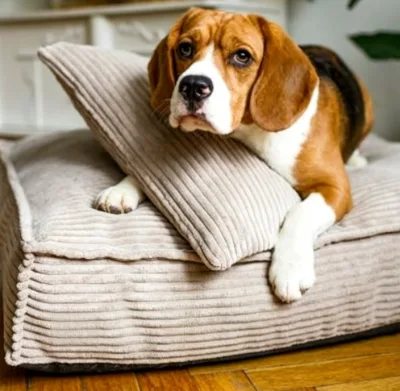 Removable Cover Solid Rubber Corduroy Eco-Friendly Dog Bed Very Comfortable and Soft