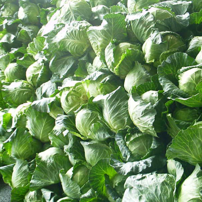 High Quality New Crop Fresh China Cabbage
