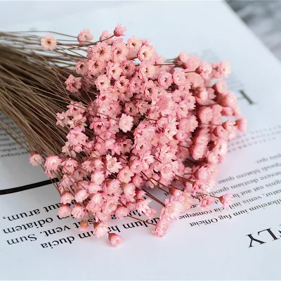 Daisy Decorative Dried Flowers 50 Stems Natural Dry Flowers Brazilian Small Star for Wedding Decoration