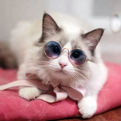 Fashion Cool Design Pet Dog Sunglasses Cat Sun Glasses UV Pet Toy Glasses Eyewear Pet Eyeglasses
