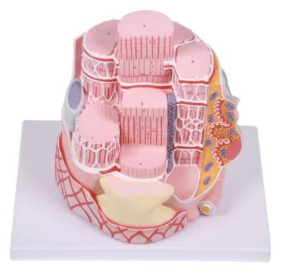 Histology and Embryology Anatomic Model