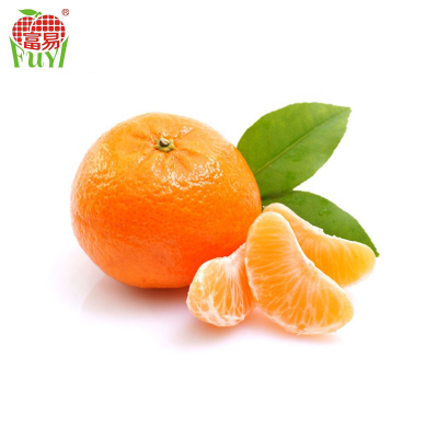 China Baby Mandarin Orange / Nanfeng Orange /Fresh Mandarin Orange