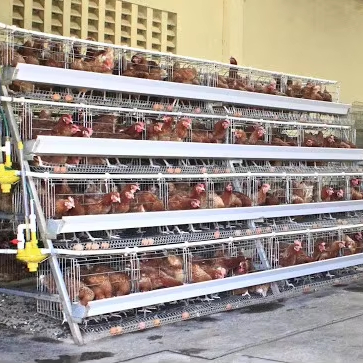 New A/H Type Stainless Steel & Galvanized Multifunctional Chicken Cages for Poultry Farming Broiler & Rooster Use