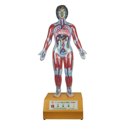 For Human Cardiac Cycle with Greater and Lesser Circulation Skeleton Model GD/A16005/2