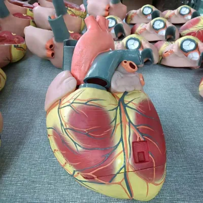 Soft Silicone Teaching Models Human Heart Anatomical Model