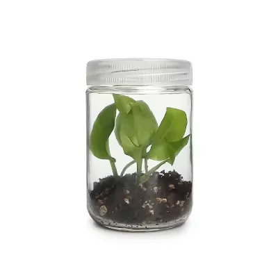 Wholesale 12oz 350ml Empty Round Transparent Glass Plant Tissue Culture Bottle With PET Plastic Ventilated Lid