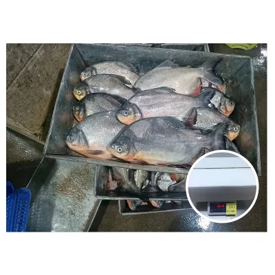 500-800g Frozen Red Pacu
