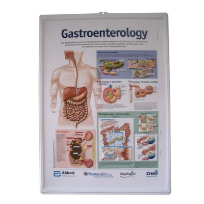 3D Anatomical Wall Map of Digestive System Medical Anatomical Flip Chart