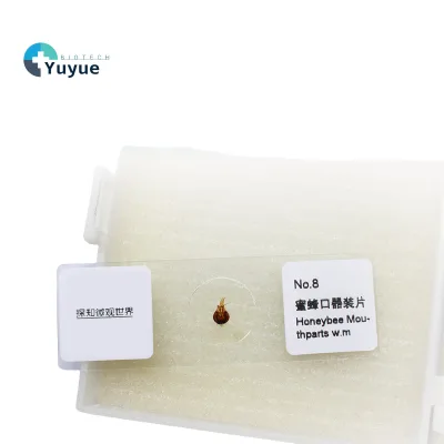 Prepared Microscope Slide Honeybee Mouthparts Specimen Biological Insect Section Slide for School Lab Biological Teaching
