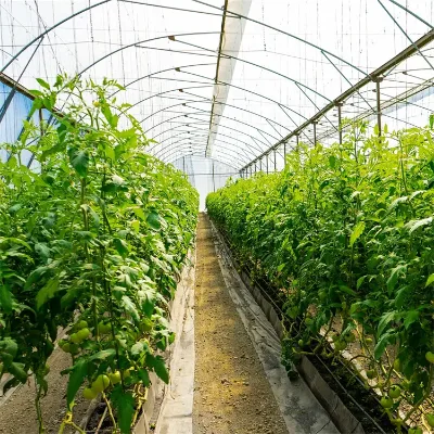Export to Algeria Greenhouse Single Span Greenhouse Mini Plastic Film Greenhouse for Sale