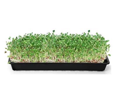 New Arrival Plastic Nursery Plant 600 X 300 Rice Paddy PP Seeding Flat Sprouting Trays