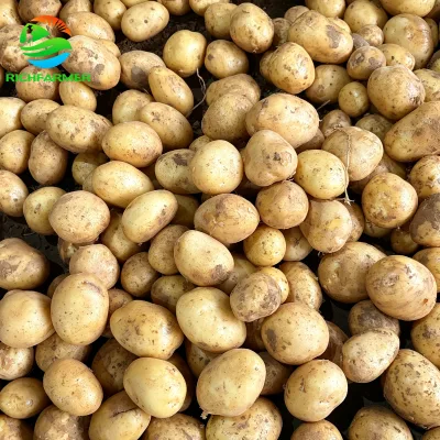 2026 New Crop Fresh Yellow Potato Rich Farmer Multiple Sizes Mesh Bag Wholesale Export Table Fresh Potato