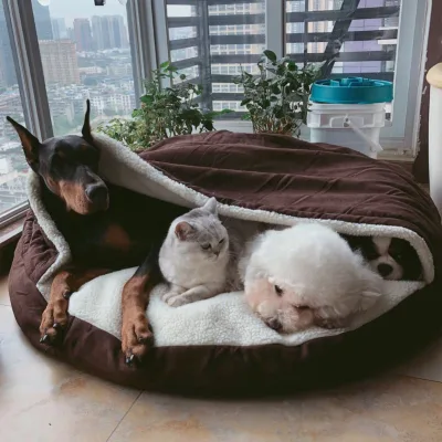 Cute Smart Eco-Friendly Luxury Calming Pet Bed for Dogs Cats Cozy Cave Design Removable Washable Foam Cover Carton Packaging