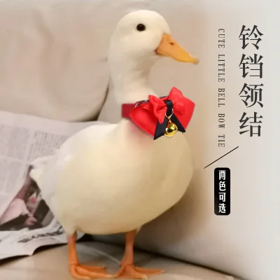 Creative handmade pet clothes for chickens, ducks, geese, and parrots, cute bird collars, bow ties, and neckties