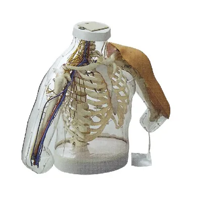 BIX-H30 Intramuscular Injection Simulator Advanced PVC Material ISO Certified Medical School Training Upper-Arm Anatomy Teaching