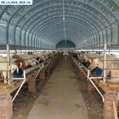 High Quality Tunnel Greenhouse with the Type of Plastic Tunnel