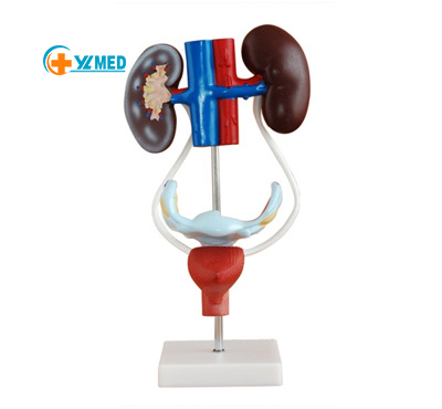 Advanced Genitourinary Human Anatomical Model for Medical Science Female Urinary System Model