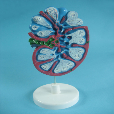 Medical School Biology Teaching Aids Enlarged Lymph Node Plastic Structure Model