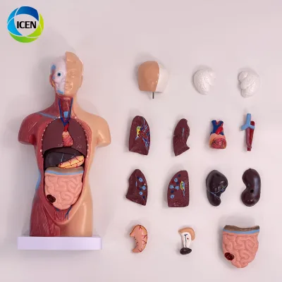 IN-M5 Medical Science 27 Parts 85cm Human Torso Model Hand Print Figure Muscular Body Anatomical Model