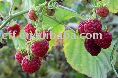 Raspberry Flavour