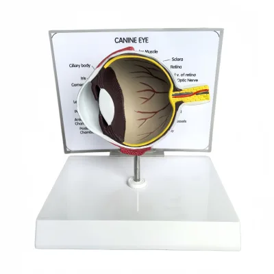 Canine Eyeball Anatomical Model Animal Eyeball Anatomical Teaching Model Dog Eyeball Anatomical Model Veterinarian