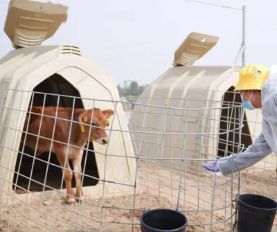 Calf Hutch with Roof for Cow Dairy Farm